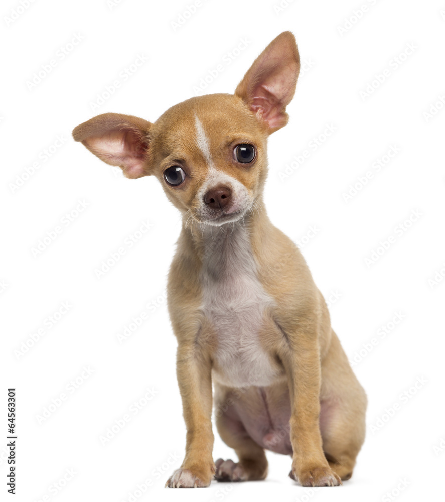 Chihuahua puppy sitting (3 months old)