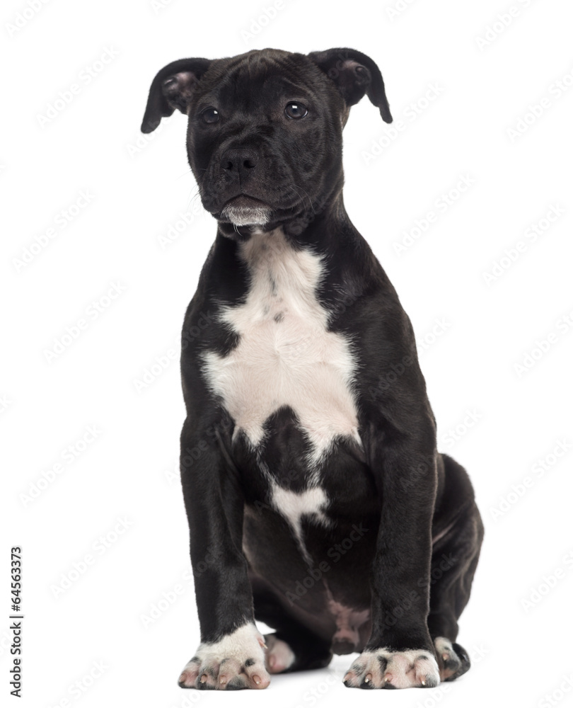American Staffordshire Terrier puppy sitting (3 months old)