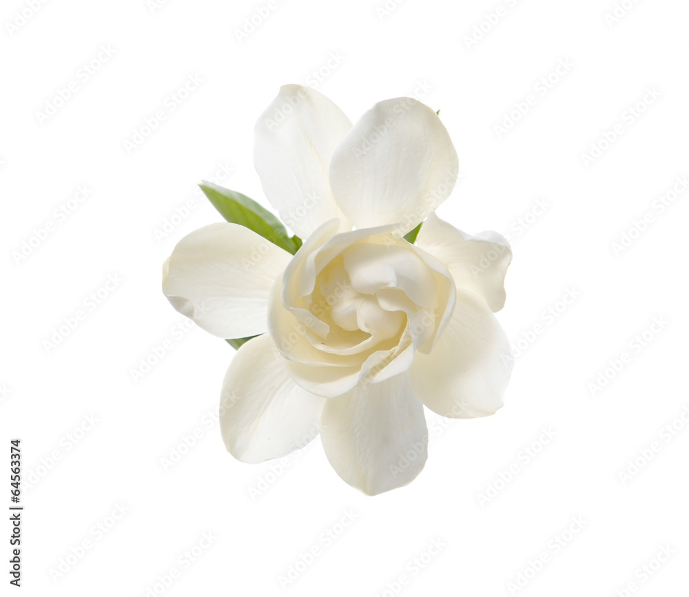 White Gardenia Blossom