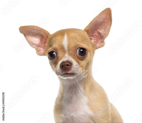 Headshot of a Chihuahua puppy (3 months old) © Eric Isselée