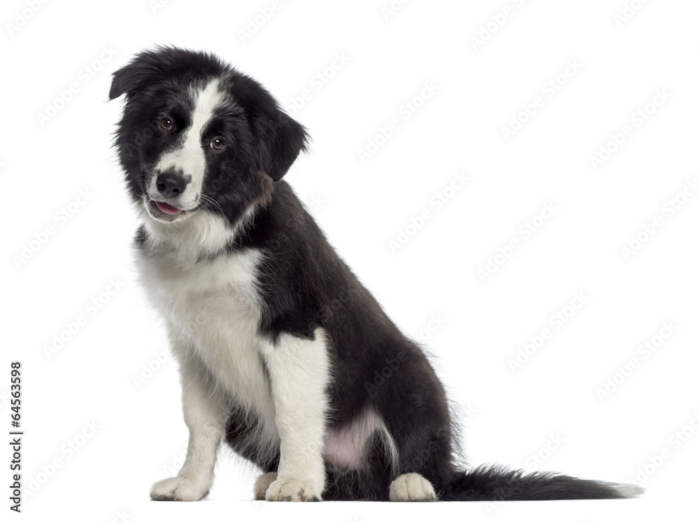 Border Collie puppy sitting (4 months old)