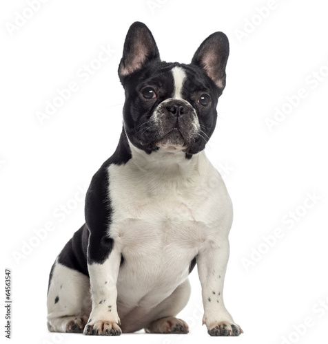 French Bulldog sitting (11 months old)