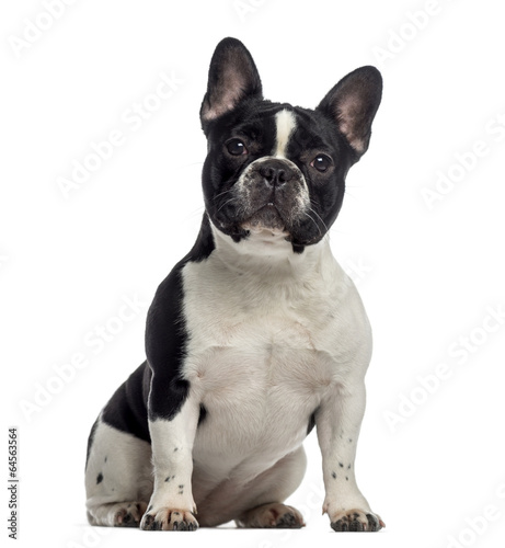 Fototapeta Naklejka Na Ścianę i Meble -  French Bulldog sitting (11 months old)