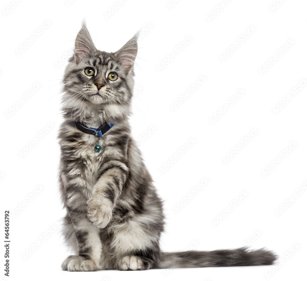 Fototapeta premium Maine Coon (2 years old) sitting, pawing and looking away