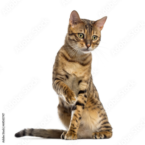 Fototapeta Naklejka Na Ścianę i Meble -  Bengal (11 months old) sitting, pawing and looking down