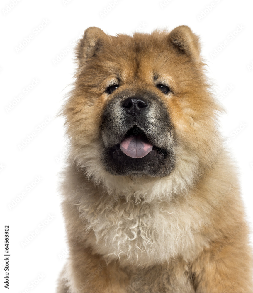 Headshot of a Chow Chow (7 months old)