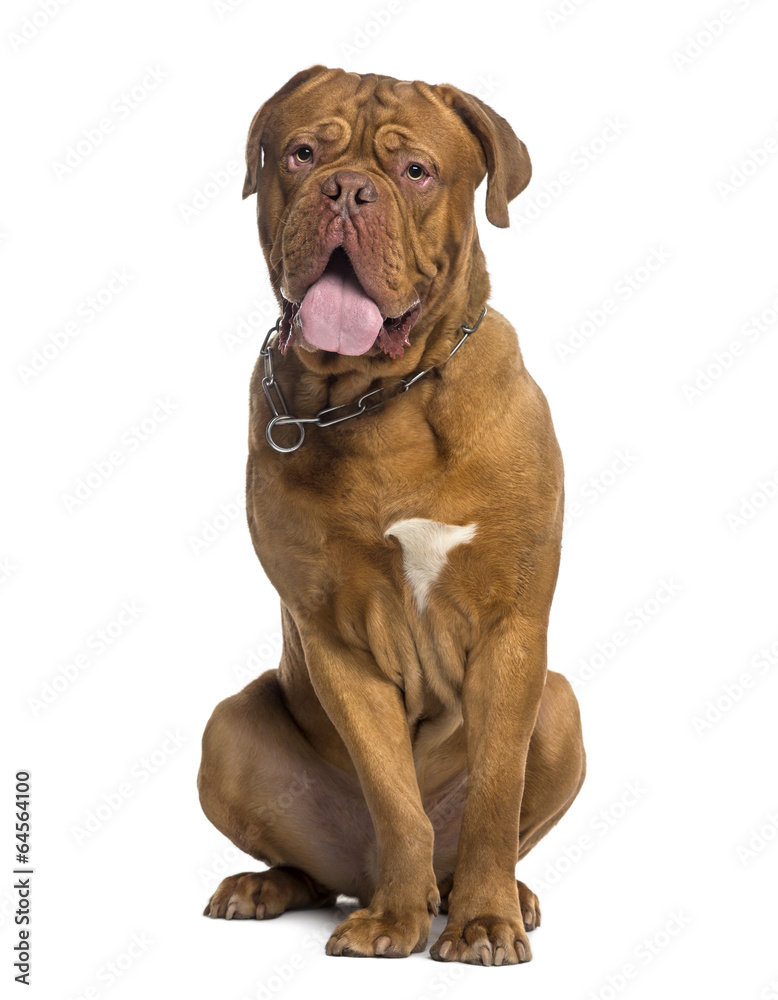 Dogue de Bordeaux sitting (14 months old)