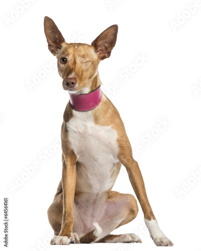 one-eyed Ibizan Hound (2 years old) © Eric Isselée