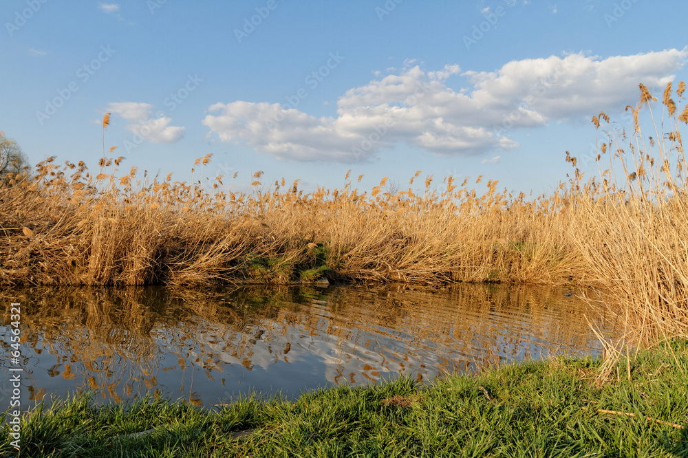 Reeds at the lake