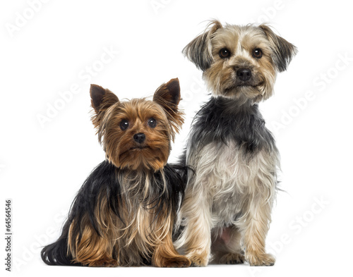 Two Yorkshire Terrier