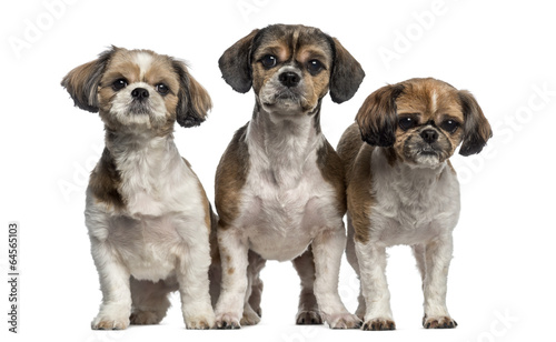 Group of Shih Tzu (3 years old)
