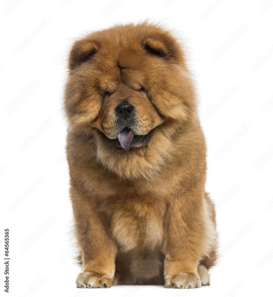Chow Chow sitting (3 years old)