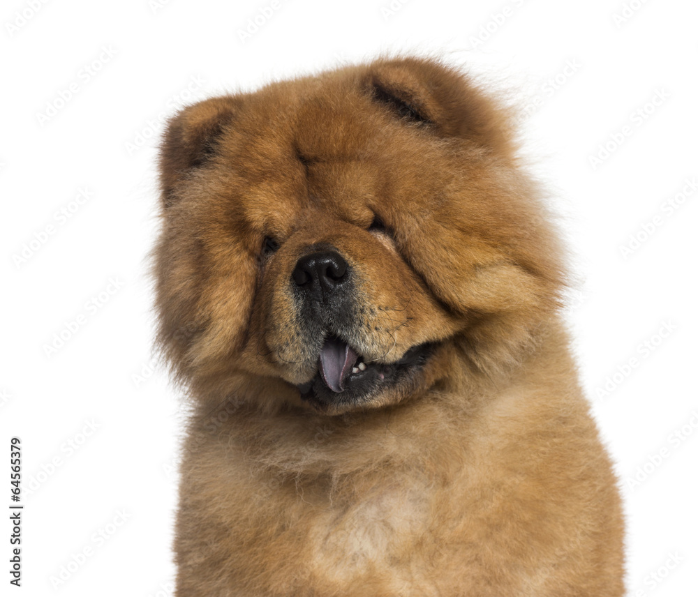Headshot of a Chow Chow (3 years old)