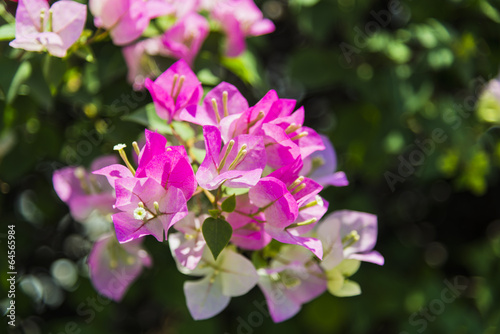 Pink Bougainvillea flower © gjeerawut