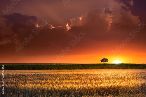 Sunset in the agricultural areas