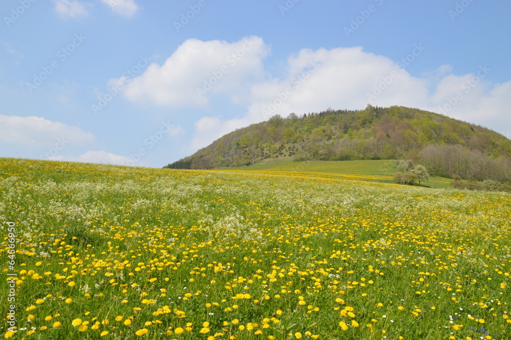 flower meadow, blumenwiese