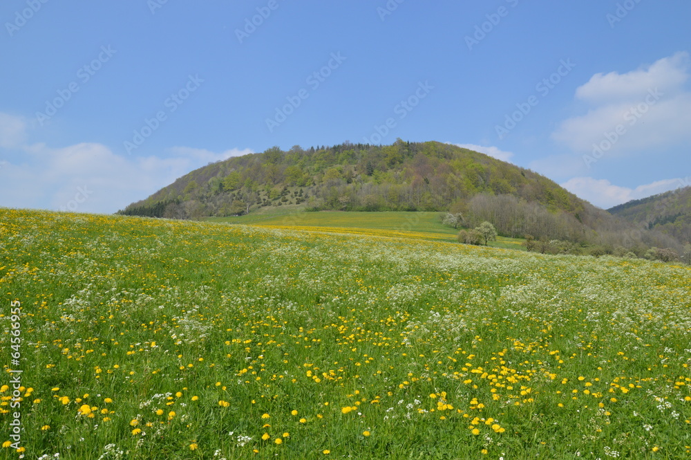 flower meadow, blumemenwiese flower meadow, blumemenwiese