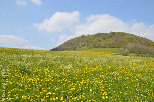 flower meadow, blumenwiese