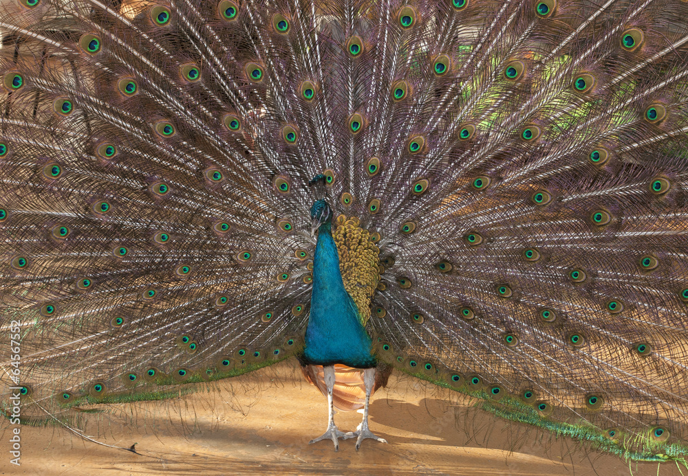 Obraz premium A colorful blue peacock spreading his tail