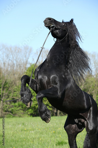 Fototapeta Naklejka Na Ścianę i Meble -  Gorgeous black stallion prancing