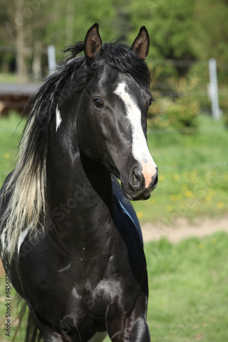 Amazing paint horse stallion with long mane © Zuzana Tillerova