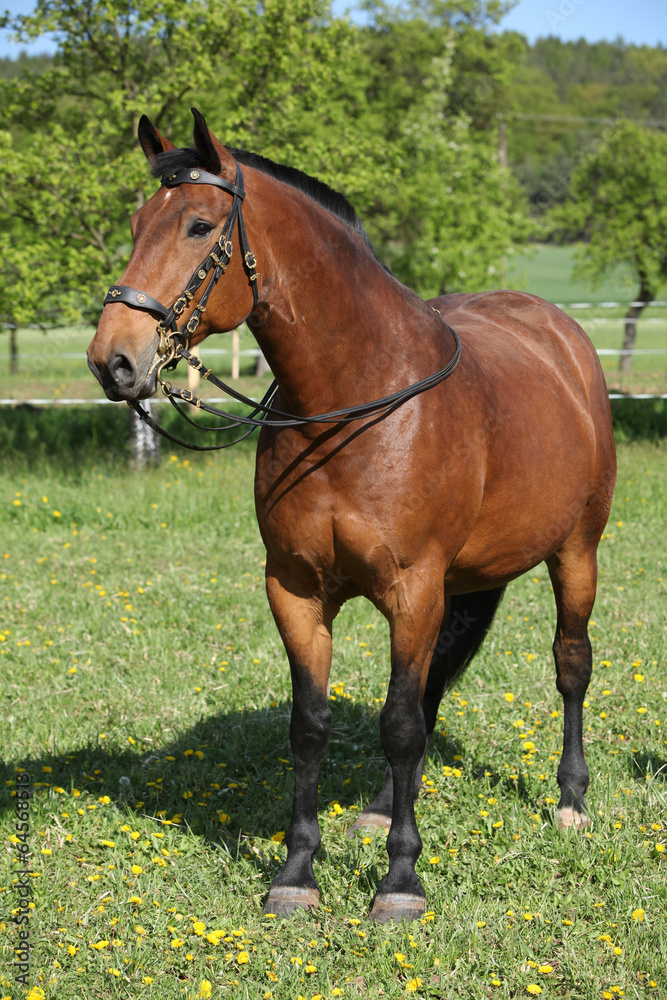 Amazing brown horse with beautiful bridle Amazing brown horse with beautiful bridle