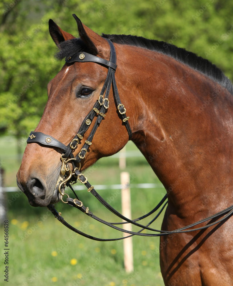 Amazing brown horse with beautiful bridle Amazing brown horse with beautiful bridle