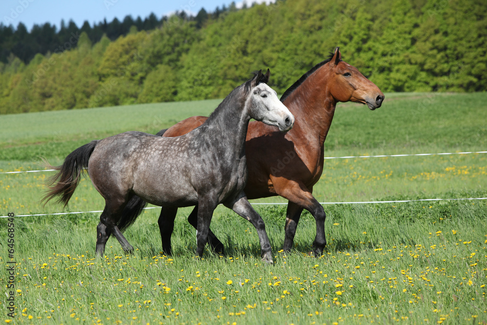 Two amazing horses running in fresh grass Two amazing horses running in fresh grass