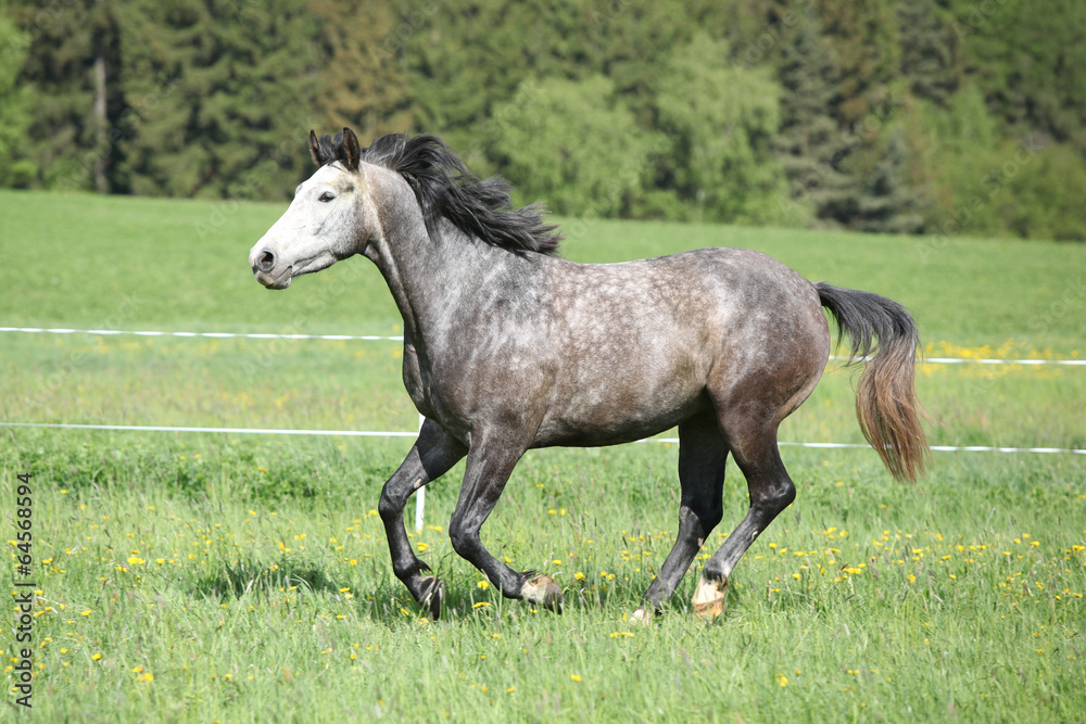 Beautiful grey running horse in pasturage Beautiful grey running horse in pasturage