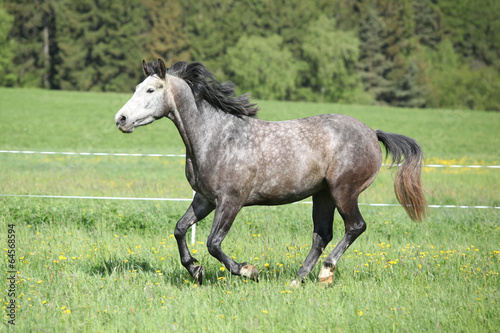 Beautiful grey running horse in pasturage