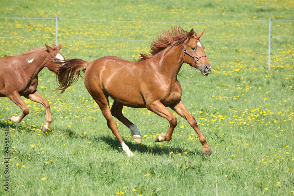 Batch of beautiful horses running on pasturage Batch of beautiful horses running on pasturage