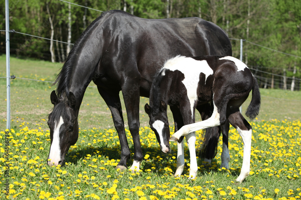 Beautiful mare with little foal on spring pasturage Beautiful mare with little foal on spring pasturage
