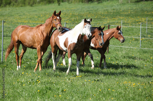 Batch of beautiful horses running on pasturage
