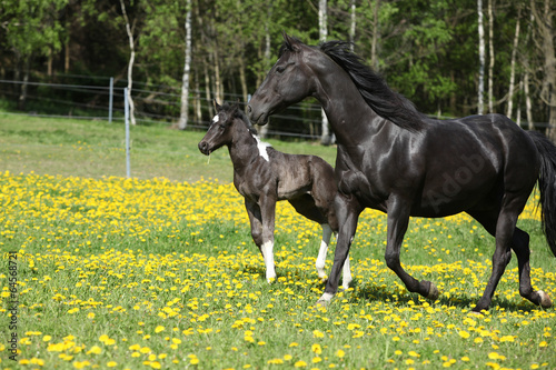 Amazing mare with little foal running on spring pasturage