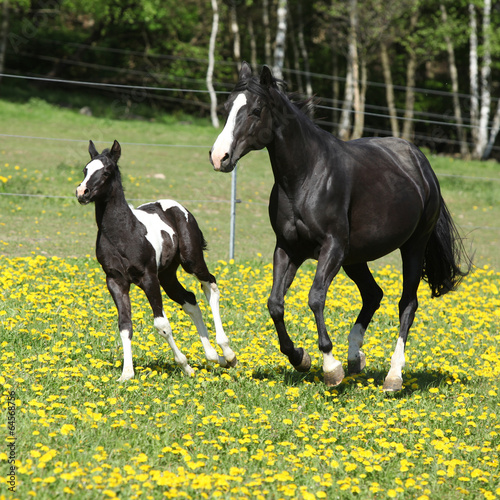 Amazing mare with little foal running on spring pasturage