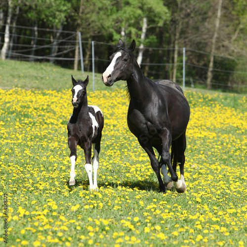 Amazing mare with little foal running on spring pasturage