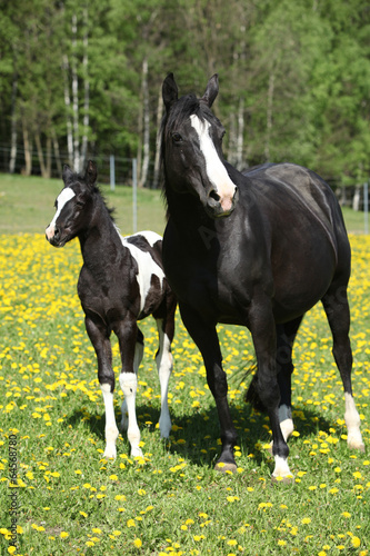 Beautiful mare with little foal on spring pasturage