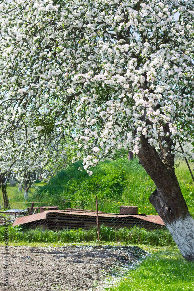 Obraz premium flower tree in garden