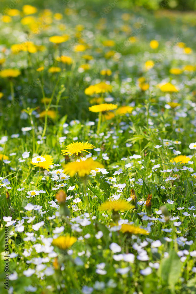 Fototapeta premium flowers background