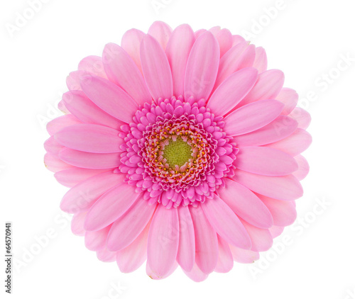 Red gerbera on white background.