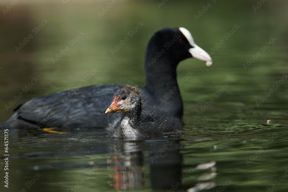 Eurasian Coot, Coot, Fulica atra