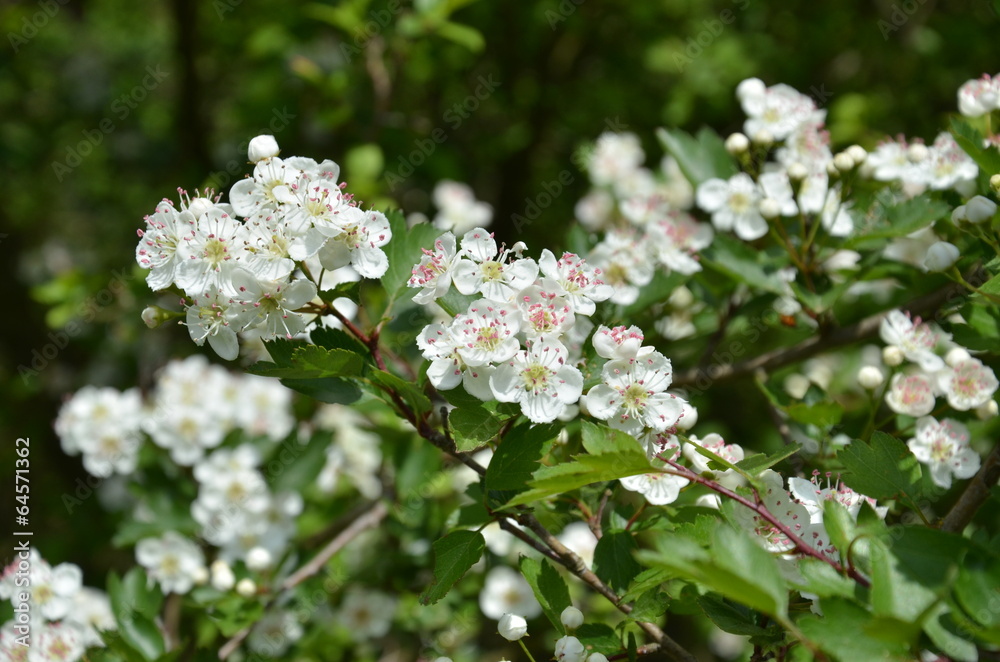 Blüten vom Weißdorn Blüten vom Weißdorn