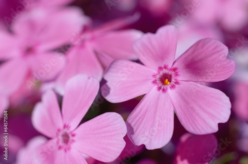 Phlox in bloom close-up