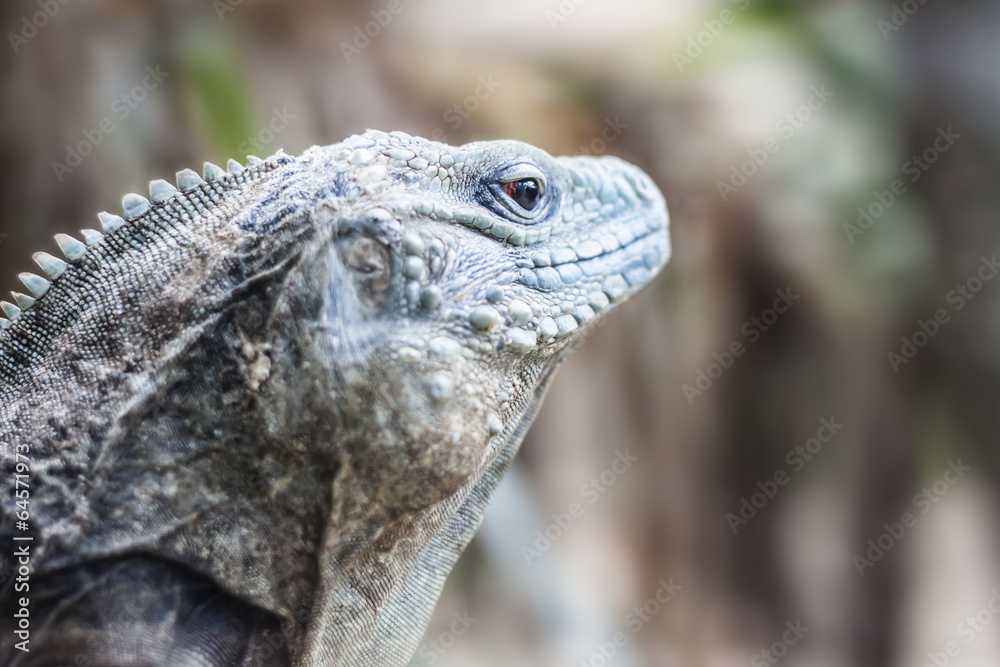 Obraz premium Iguana Photo