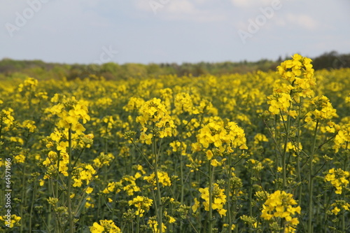 Blühendes Rapsfeld