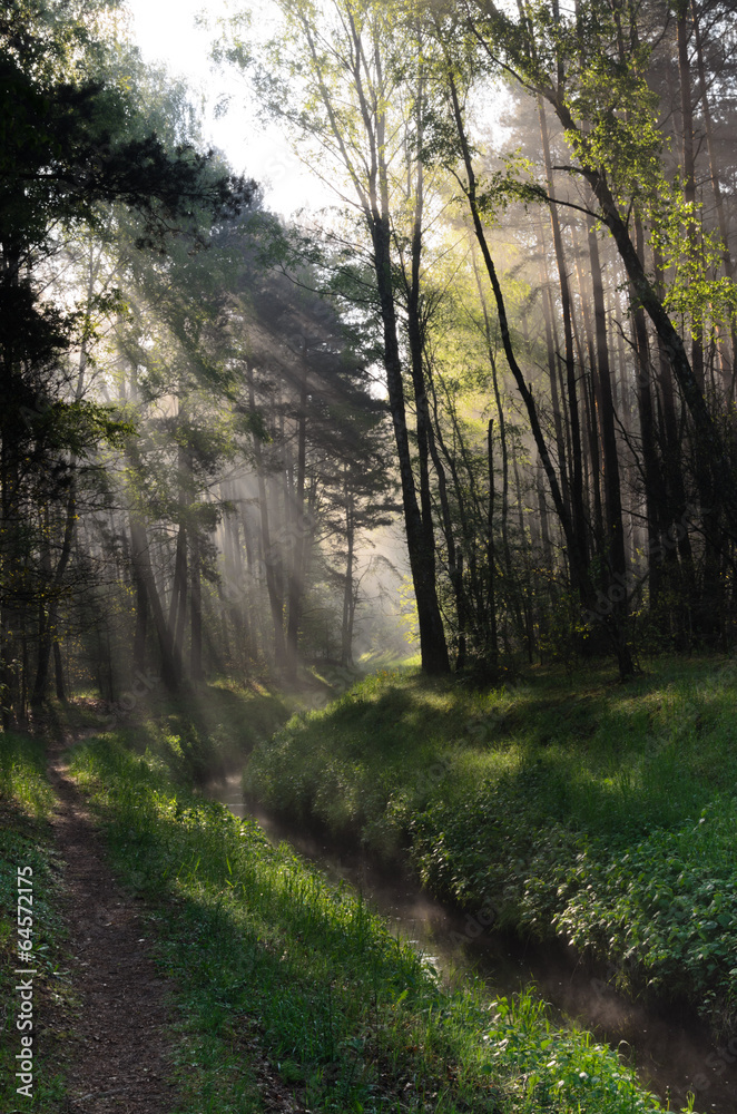 Obraz premium spring forest with sunbeams