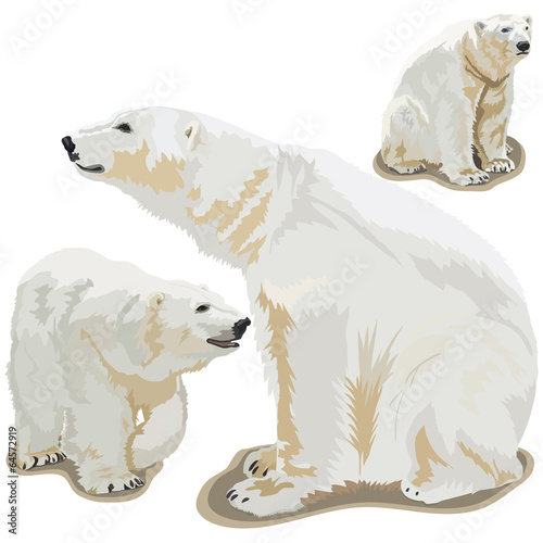 Polar bears