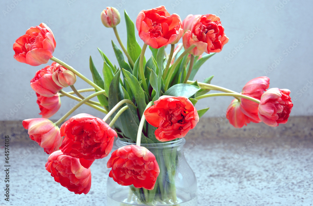 Fototapeta premium Tulpen