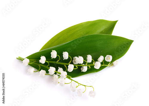 Lily of the valley. photo