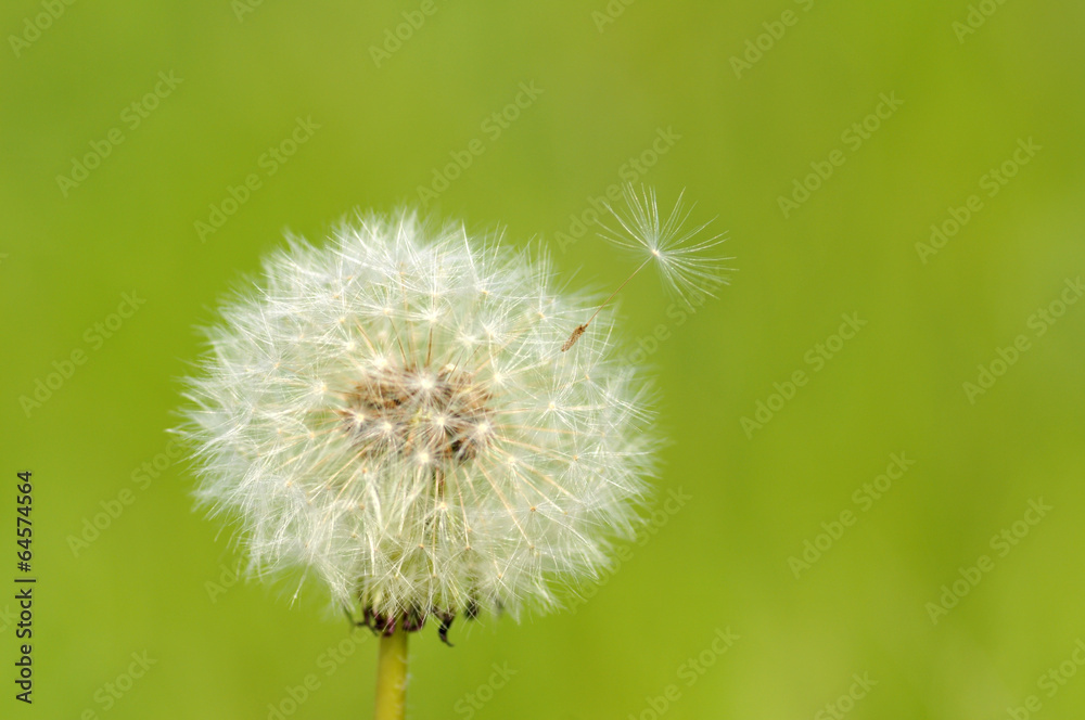 Fototapeta premium タンポポ